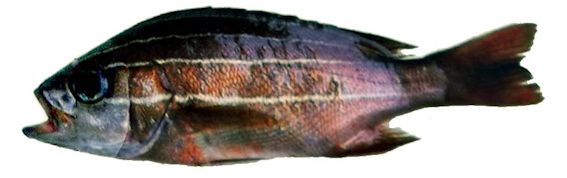 Parapristipoma octolineatum_06.jpg